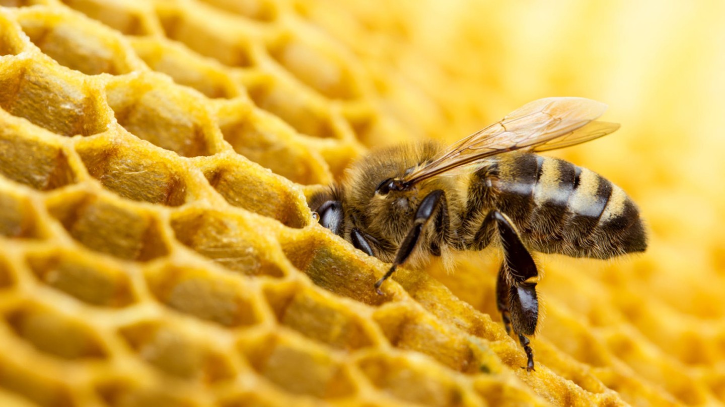 miel apicole